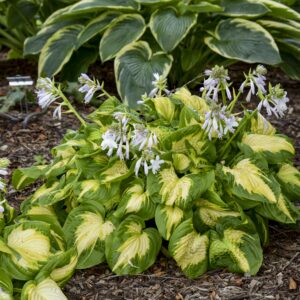 Hosta hybrida 'Etched Glas' (Funkia)