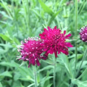 Knautia macedonica 'Green Lightning' (Blåhat)