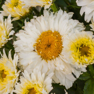 Leucanthemum x superbum 'Macaroon' (Kæmpemarguerit)