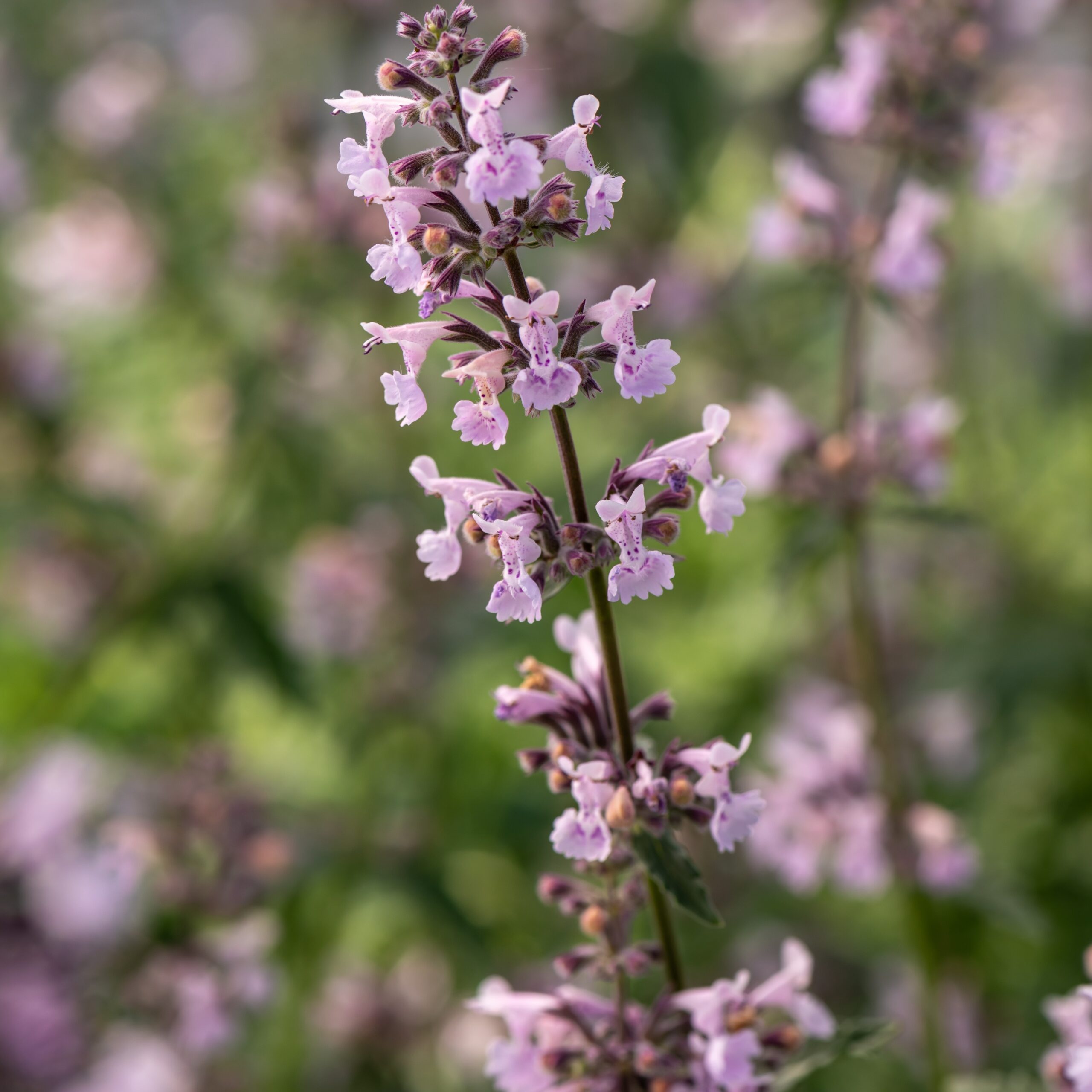 Nepeta racemosa 'Amelia' (Blåkant Katteurt)