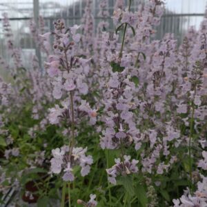 Nepeta racemosa 'Amelia' (Blåkant Katteurt)