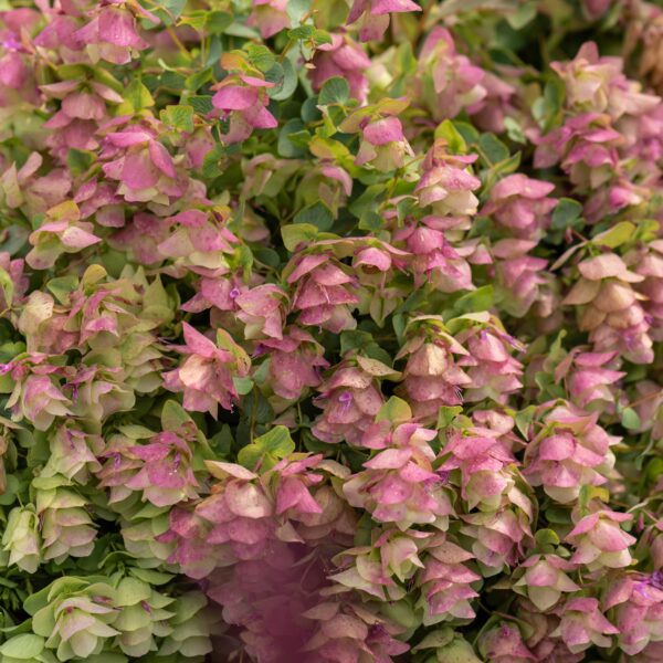 Origanum rotundifolium 'Kent Beauty' (Prydmerian)