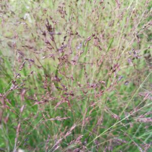 Panicum virgatum 'Purple Tears' (Staudehirse)