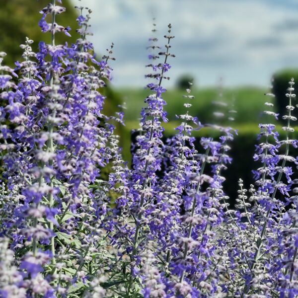 Perovskia atriplicifolia 'Prime Time' (Russisk Salvie)