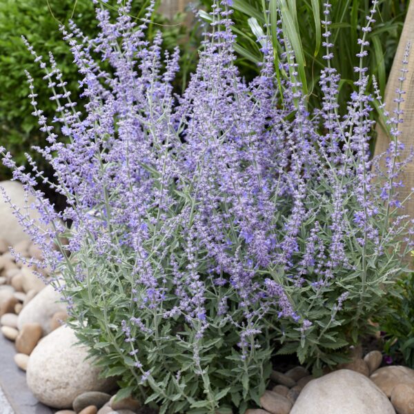 Perovskia atriplicifolia 'Prime Time' (Russisk Salvie)