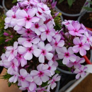 Phlox x paniculata 'Early Lavender Pop' (Høstfloks)