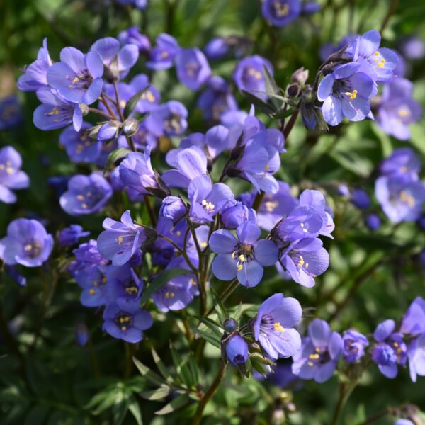 Polemonium reptens 'Heaven Scent' (Jacobsstige)