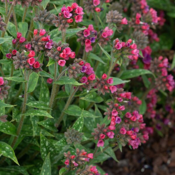 Pulmonaria longifola 'Raspberry Splash' (Lungeurt)