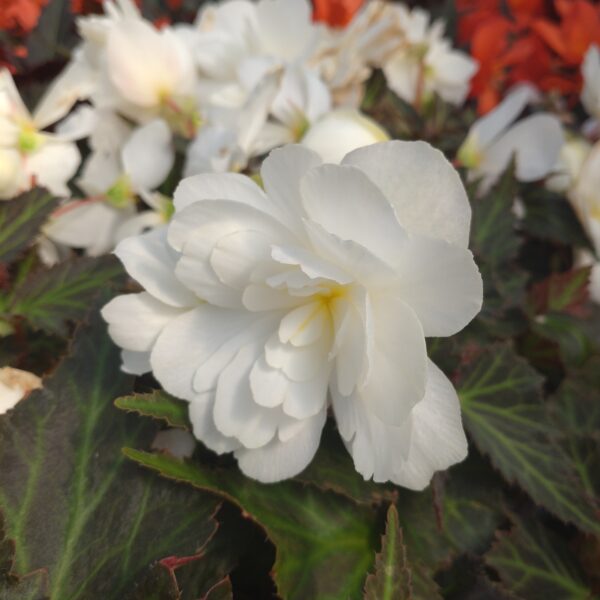 Begonia hybrid 'Iconia' (Begonie)