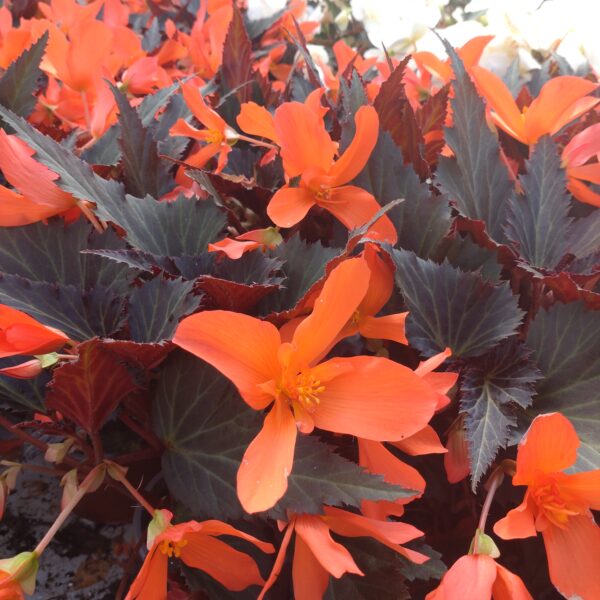 Begonia hybrid 'Iconia' (Begonie)