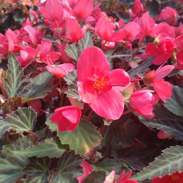 Begonia hybrid 'Iconia' (Begonie)