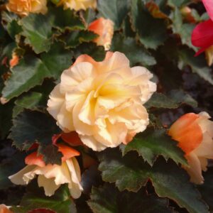 Begonia hybrid 'Iconia' (Begonie)