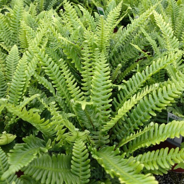 Blechnum spicant (Kambregne)