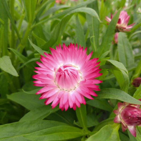 Bracteantha bracteata (Evighedsblomst)