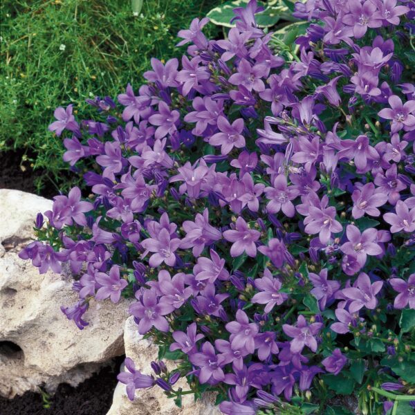 Campanula portenschlagiana 'Catharina' (Krybe klokke)