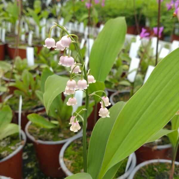 Convallaria majalis 'Rosea' (Liljekonval)