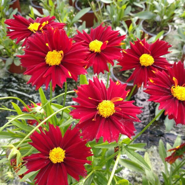 Coreopsis x hybrida 'Up Tick Red' (Skønhedsøje)