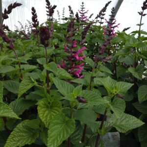 Salvia hybrid 'Rockin' (Salvia 'Rockin')