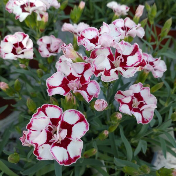 Dianthus 'Diantica Cremarena' (Havenellike)