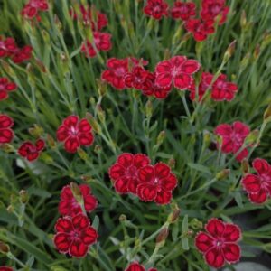 Dianthus 'Pillow Berry Red' (Havenellike)