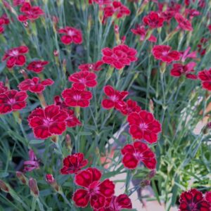 Dianthus 'Pillow Berry Red' (Havenellike)