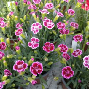 Dianthus 'Pink Kisses' (Havenellike)