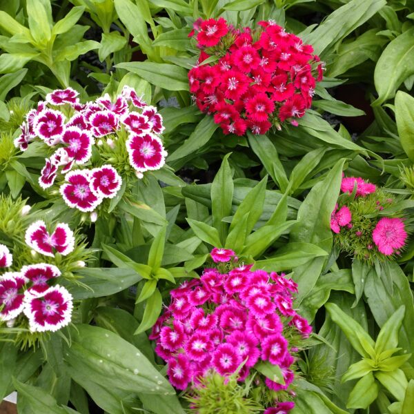 Dianthus barbatus (Studenter nellikke)