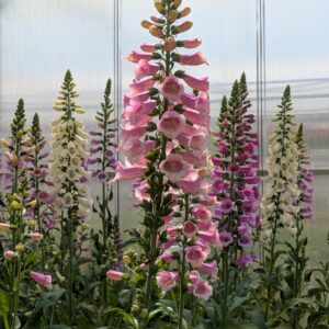 Digitalis purpurea 'Pollux mix' (Fingerbøl)