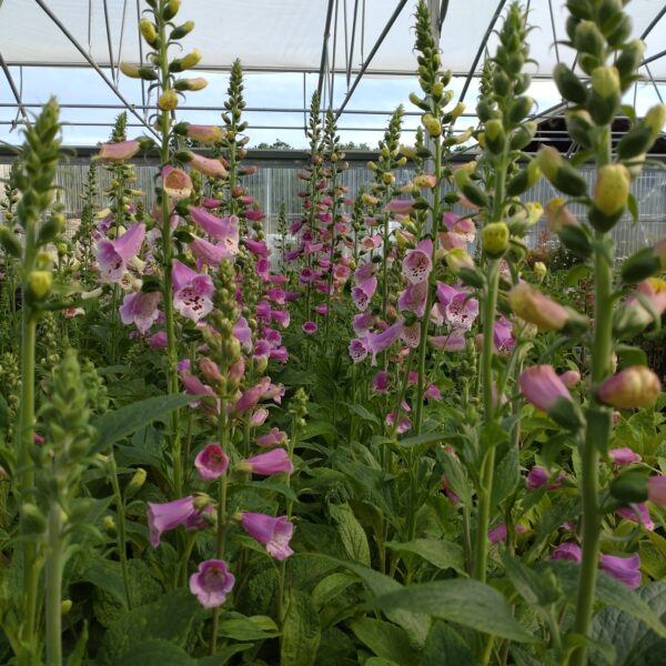 Digitalis purpurea 'Pollux mix' (Fingerbøl)