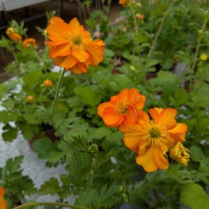 Geum 'Fire Storm' (Nellikerod)