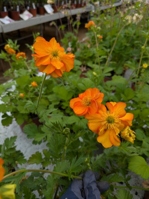 Geum 'Fire Storm' (Nellikerod)