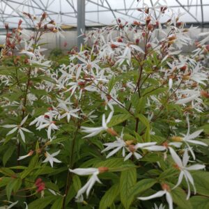 Gillenia trifoliata (Sommerfugleblomst)