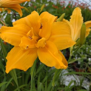 Hemerocallis 'Apricot Beauty' (Daglilje)