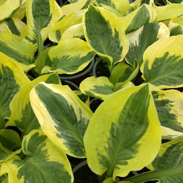 Hosta 'Brim Cup' (Funkia)