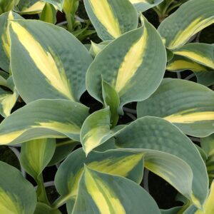 Hosta 'Chain Lightning' (Funkia)