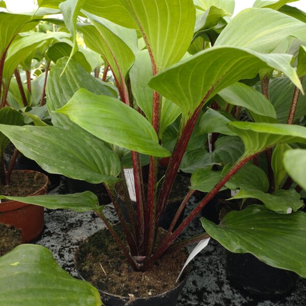 Hosta 'Goosberry Sundae' (Funkia)