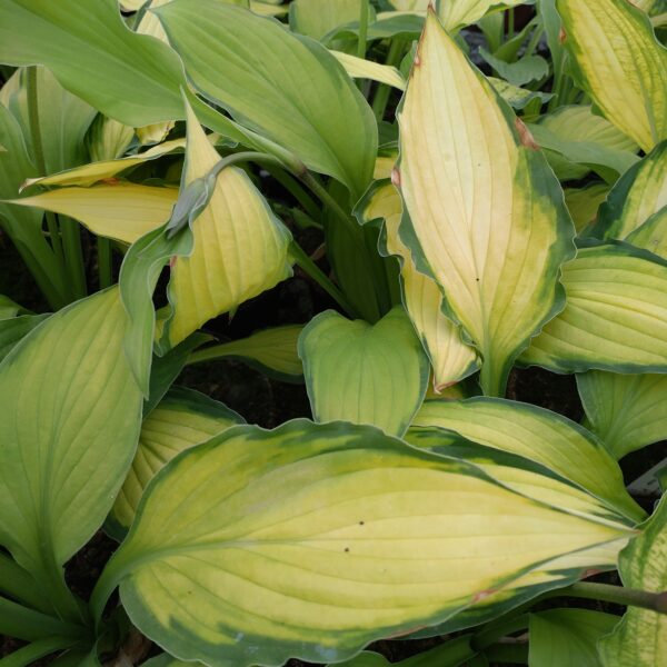 Hosta 'Lady Guinevere' (Funkia)