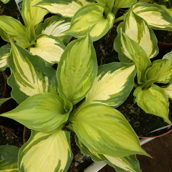 Hosta 'Lakeside Parsley Print' (Funkia)