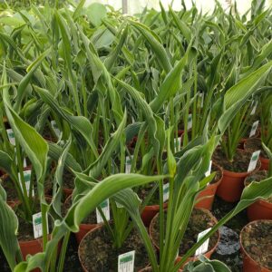 Hosta 'Praying Hands' (Funkia)