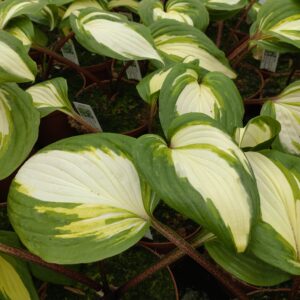 Hosta 'Raspberry Sundae' (Funkia)