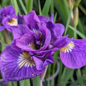 Iris sibirica 'Double Stadard' (Iris)