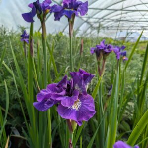 Iris sibirica 'Double Stadard' (Iris)