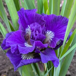 Iris sibirica 'Ruffled Velvet' (Iris)
