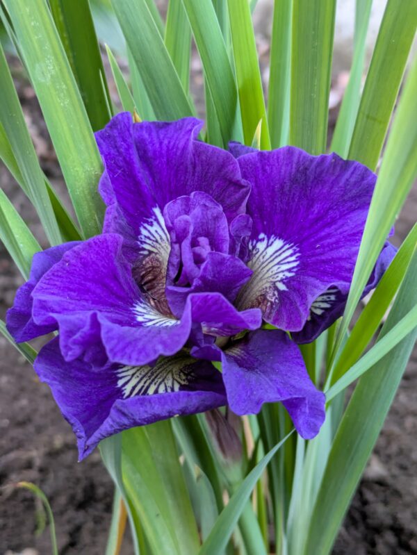 Iris sibirica 'Ruffled Velvet' (Iris)