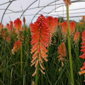 Kniphofia uvaria 'Poco Sunset' (Raketblomst)