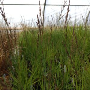 Molinia caerulea 'Edith Dudszus' (Pibegræs Blåtop)