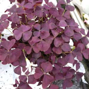 Oxalis triangularis 'Burgundy Wine' (Surkløver)