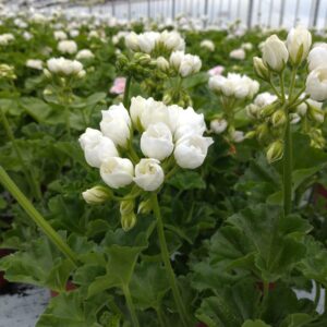 Pelargonium zonale ‘White Emma’ (Special Pelargonie)