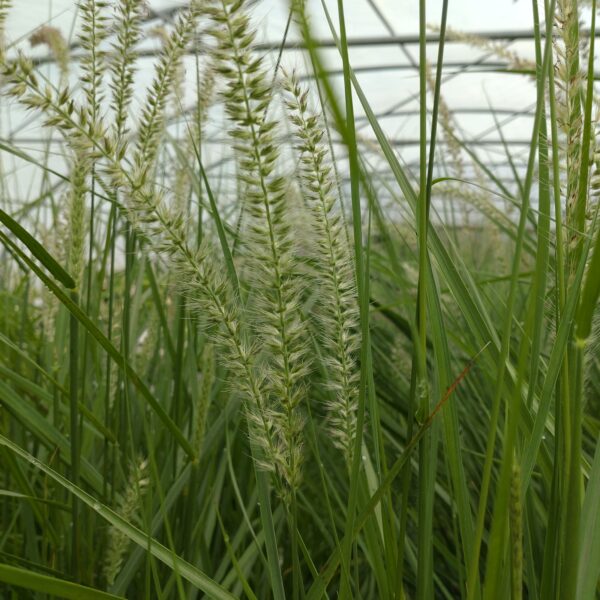 Pennisetum 'Fairy Tails' (Lampepudsergræs)