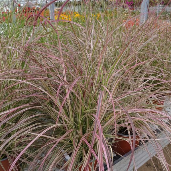 Pennisetum x advena Cherry Sparkler' (Lampepudsergræs)